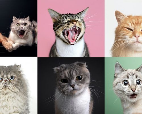 STUDY SHOWS CATS MAKE NEARLY 300 EXPRESSIONS – IS IT POSSIBLE?